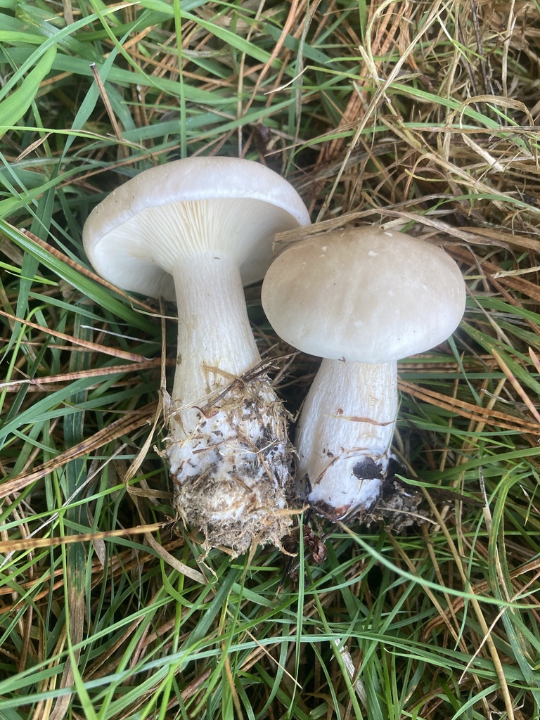 Clitocybe nebularis · May 2025 · photo: © leyton5 (iNaturalist, cc-by)