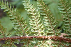 Cyathea colensoi