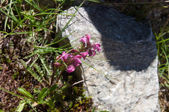 Pedicularis nordmanniana