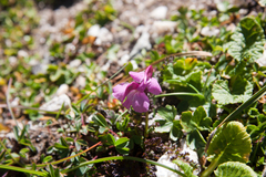Pedicularis nordmanniana