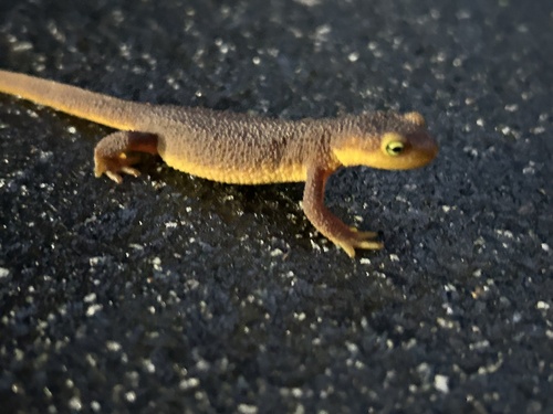 California Newt