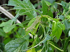 Anolis marmoratus