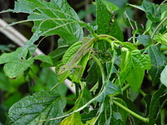 Anolis marmoratus