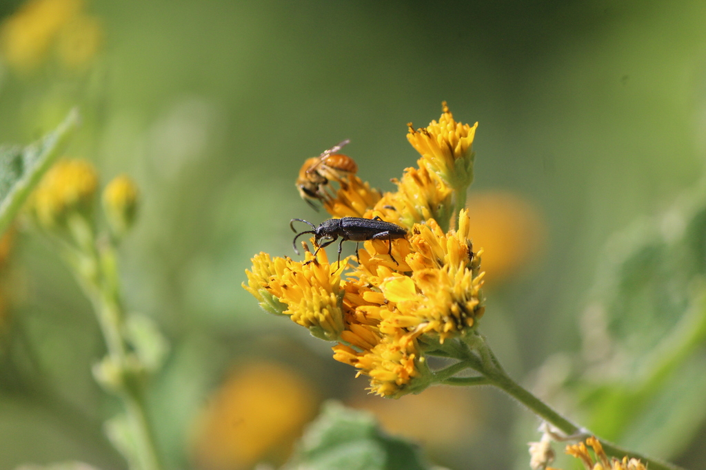 Pleasant Aster Bycid