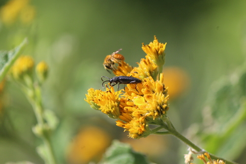 Pleasant Aster Bycid