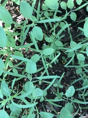 Euphorbia graminea