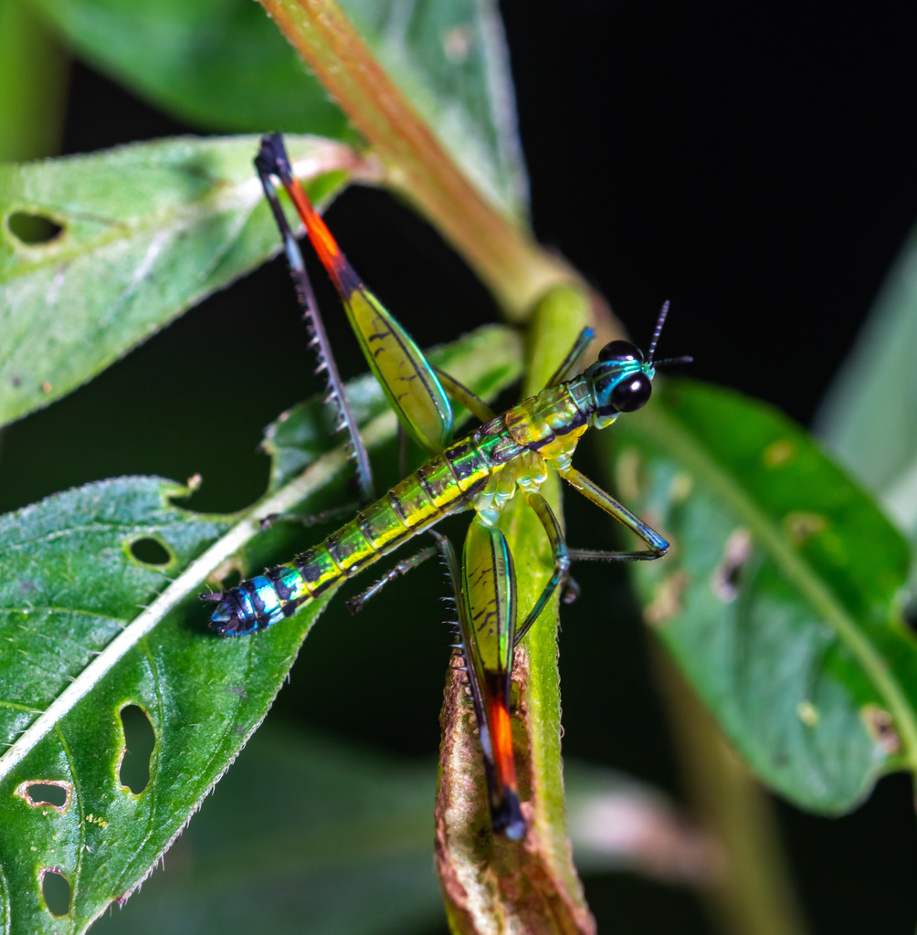 Phryganomastax lagosi