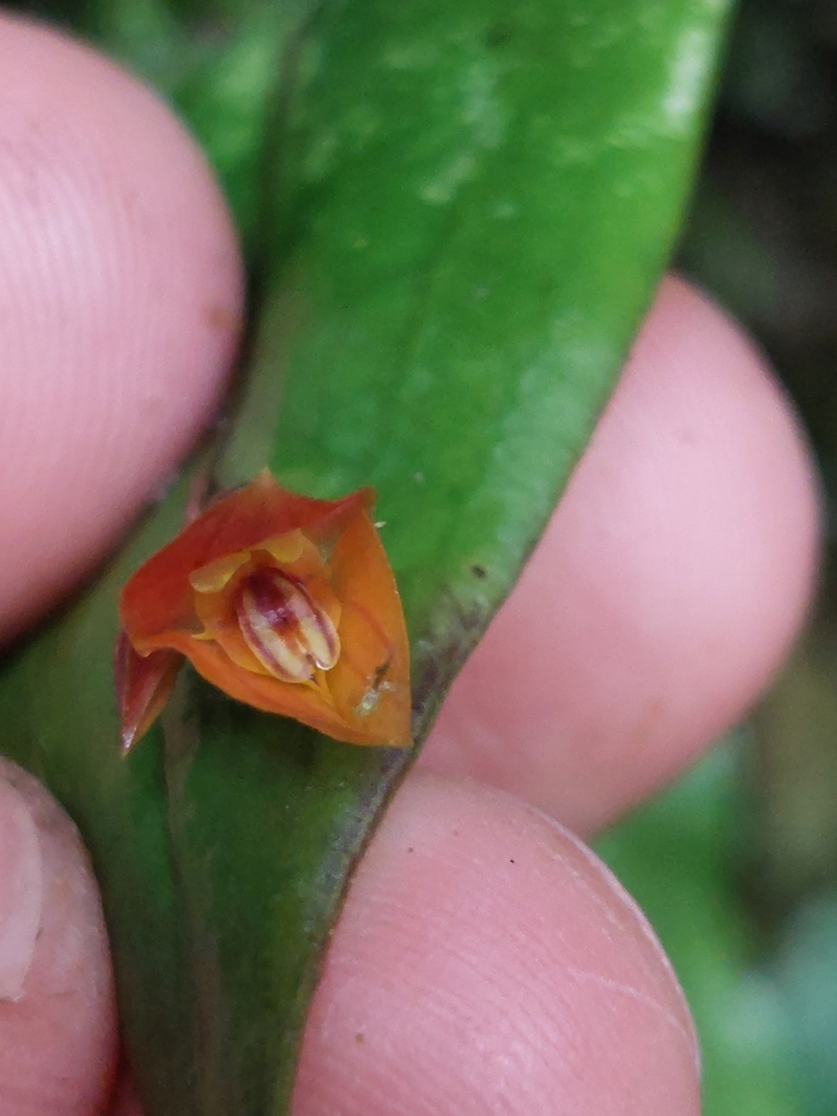 Lepanthes hortensis