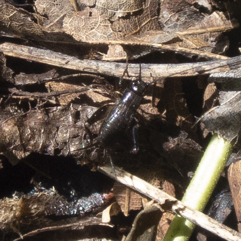 Carolina Ground Cricket from Fen #4, Baltimore Woods Nature Center ...