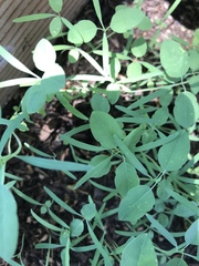 Euphorbia graminea
