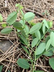 Phyllanthus reticulatus