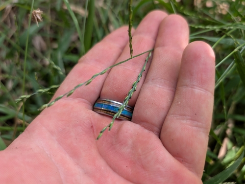 Image of Urochloa glumaris by (c) Damien Wallace, some rights reserved (CC BY)