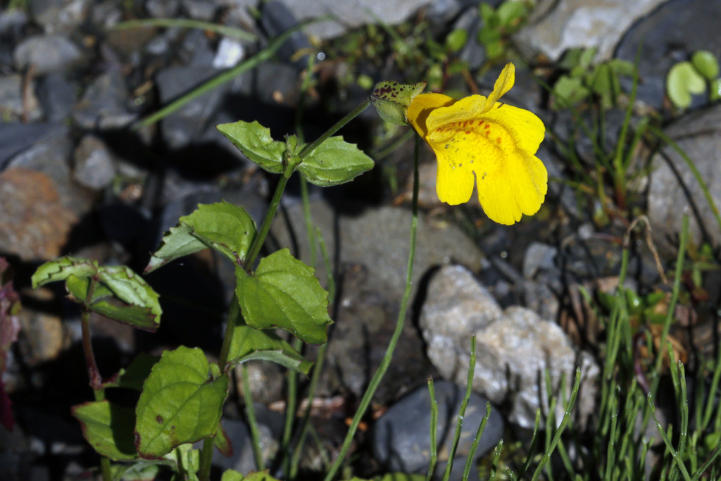 veronica-leaved monkeyflower