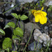 Erythranthe veronicifolia - Photo (c) Donna Pomeroy, μερικά δικαιώματα διατηρούνται (CC BY-NC), uploaded by Donna Pomeroy