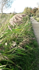 Phragmites australis