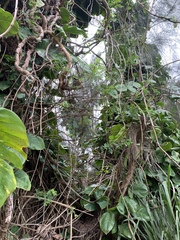 Phyllanthus reticulatus