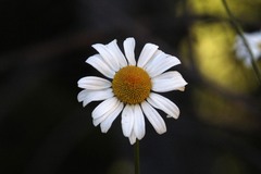 Eucephalus paucicapitatus