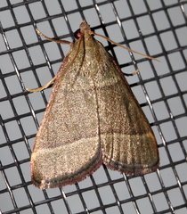 Hypsopygia decoloralis