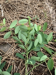 Phyllanthus reticulatus