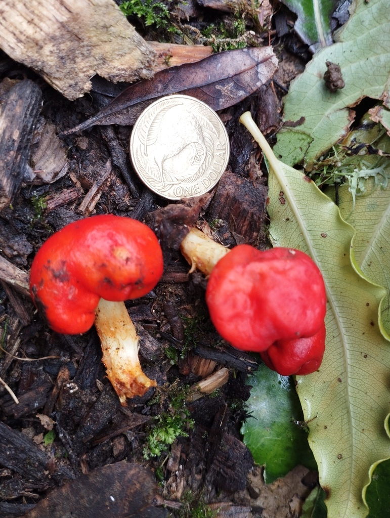 Leratiomyces erythrocephalus · May 2025 · photo: © geoffr (iNaturalist, cc0)