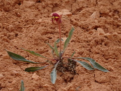 Oenothera howardii