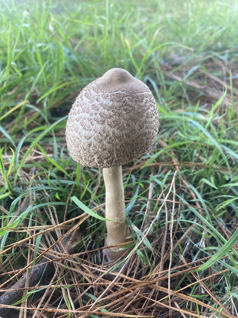 Macrolepiota clelandii · May 2025 · photo: © leyton5 (iNaturalist, cc-by)