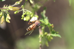 Copestylum macrocephalum