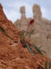 Oenothera howardii