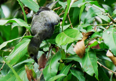 Thraupis palmarum