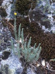 Erigeron reductus reductus
