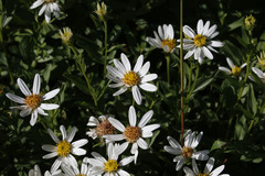 Eucephalus paucicapitatus