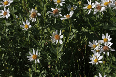 Eucephalus paucicapitatus