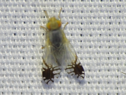 Marigold Fruit Fly photo 4