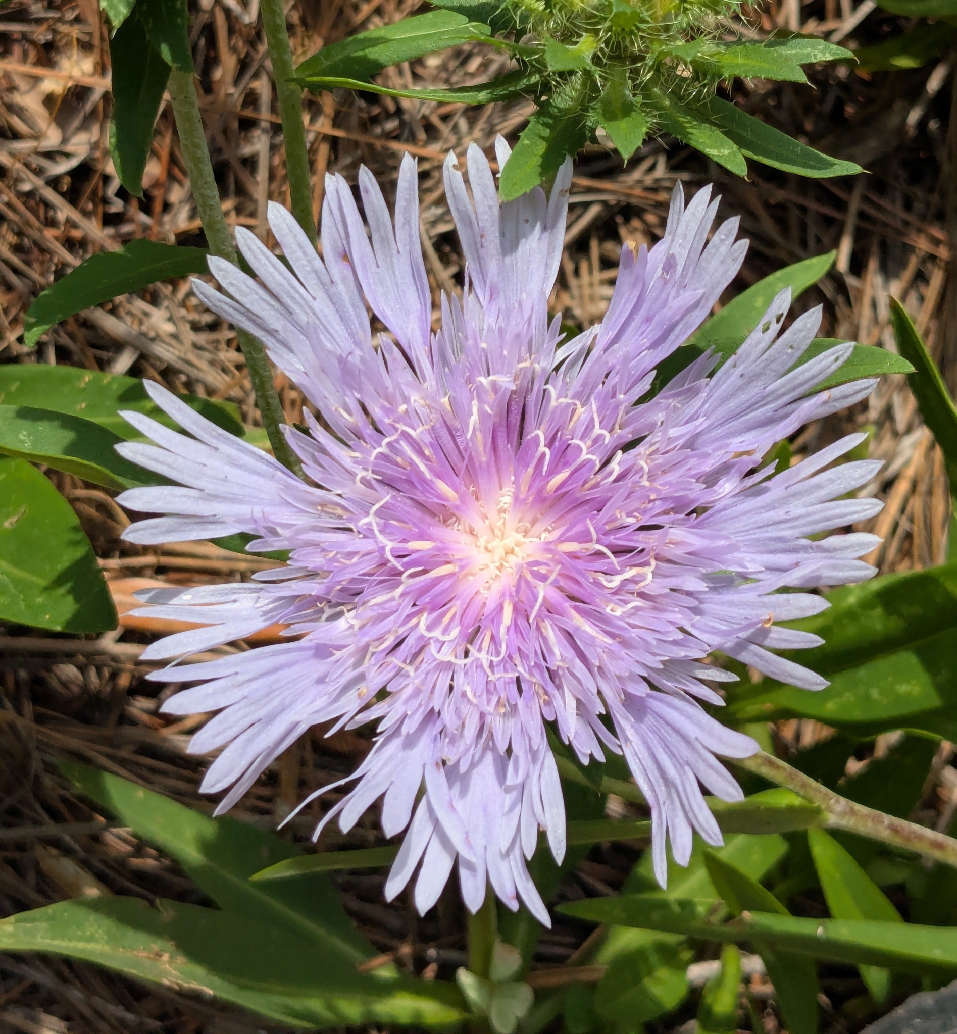 Stokesia laevis