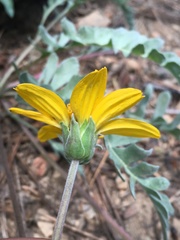 Balsamorhiza sericea