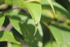 Charidotella succinea