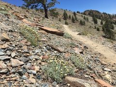 Chaenactis suffrutescens