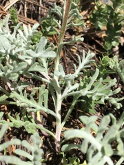 Chaenactis suffrutescens