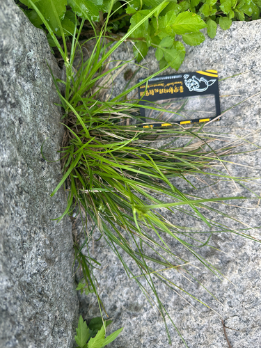Carex leucochlora iNat (2)