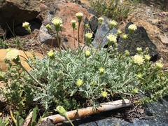 Chaenactis suffrutescens