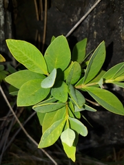 Wikstroemia indica