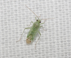 Orthotylus