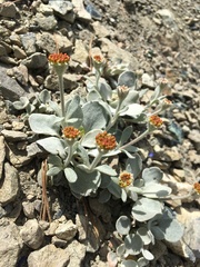 Eriogonum alpinum