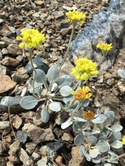 Eriogonum alpinum