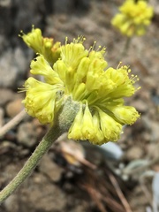 Eriogonum alpinum