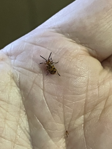 Spotted Asparagus Beetle photo 4
