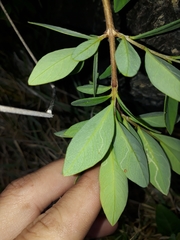 Wikstroemia indica