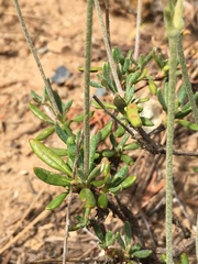 Eriogonum congdonii