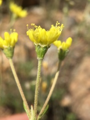 Eriogonum congdonii