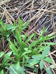 Erythranthe linearifolia